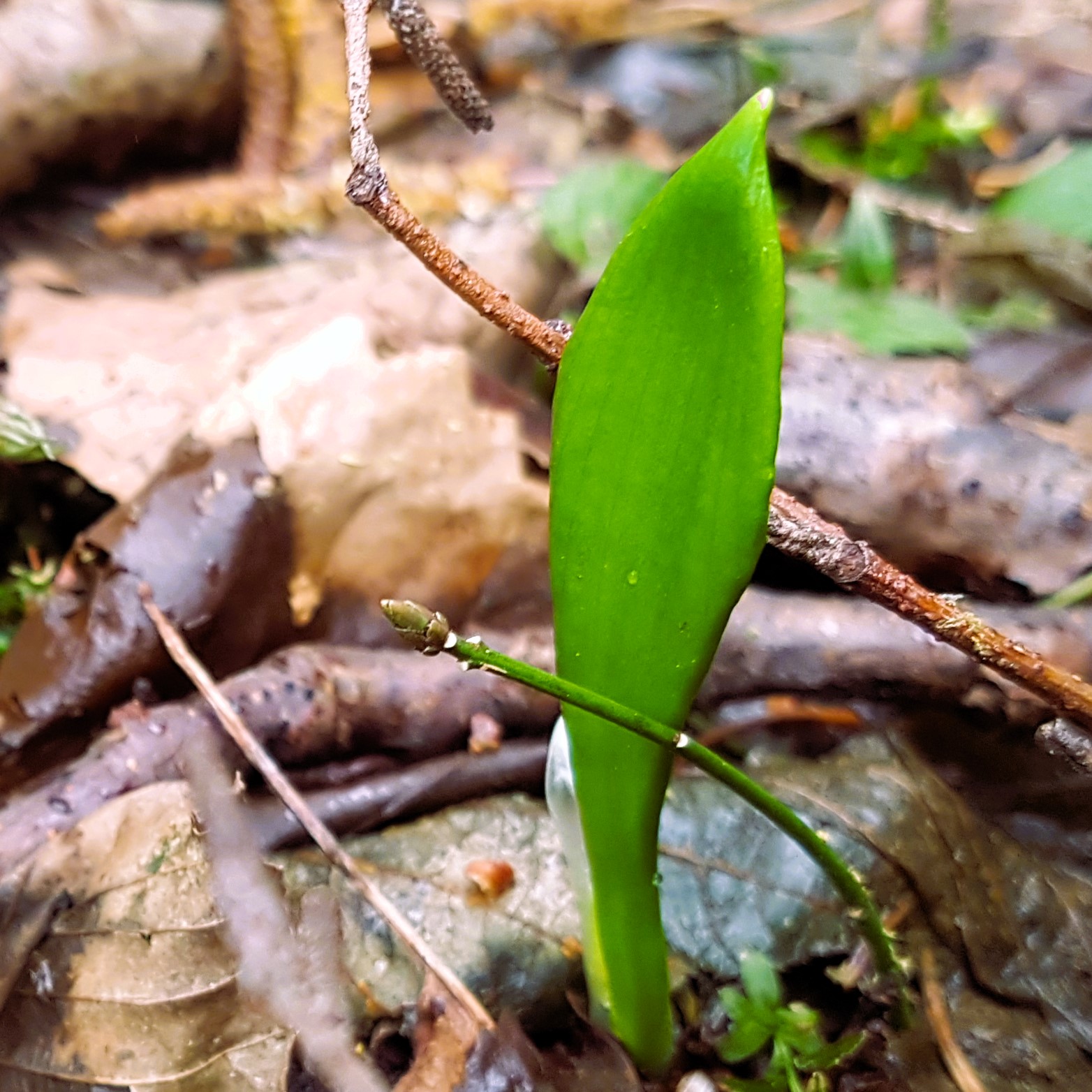 header frühling 1