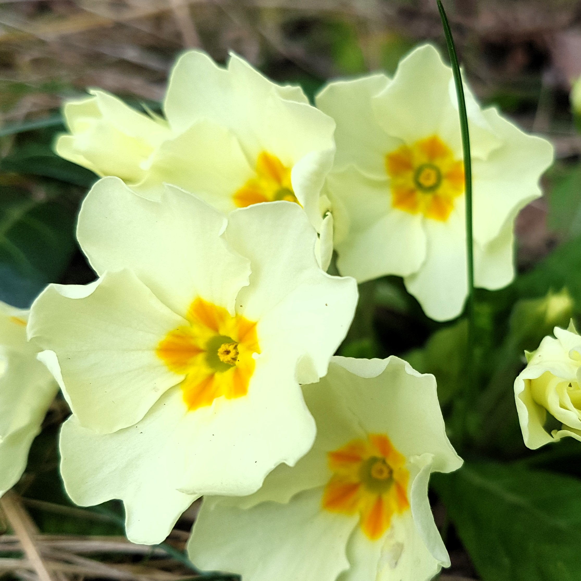 header frühling 3